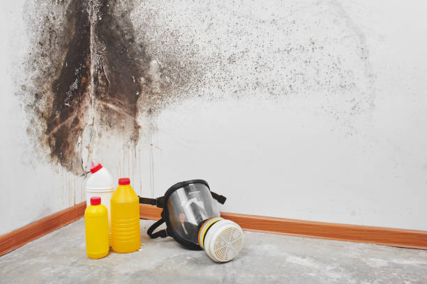 Best Local Mold Removal Service  in Northwest Harwinton, CT