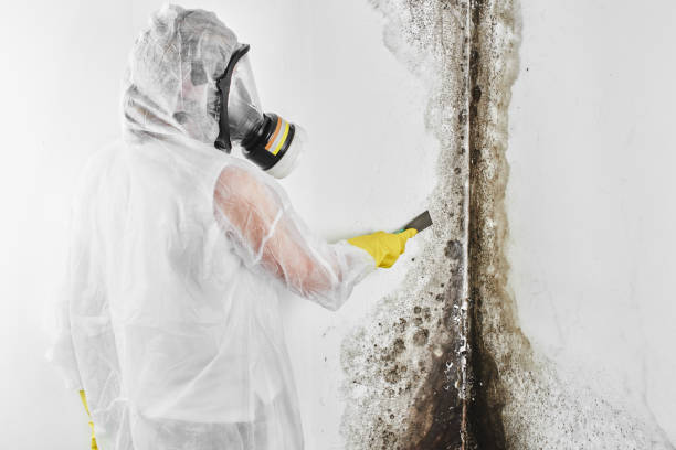 Best Attic Mold Removal  in Northwest Harwinton, CT