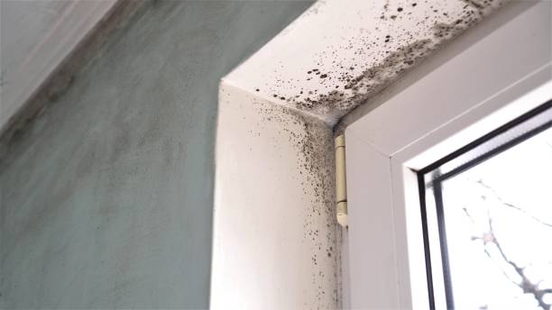 Best Mold Remediation  in Northwest Harwinton, CT