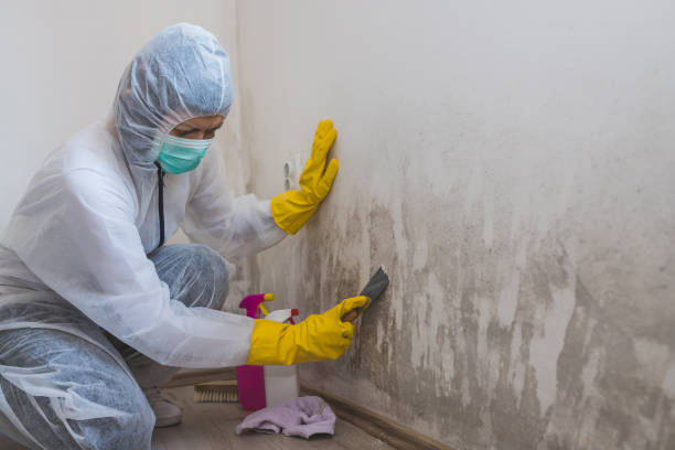 Best Commercial Mold Removal  in Northwest Harwinton, CT