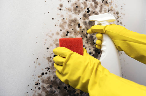 Certified Mold Removal in Northwest Harwinton, CT