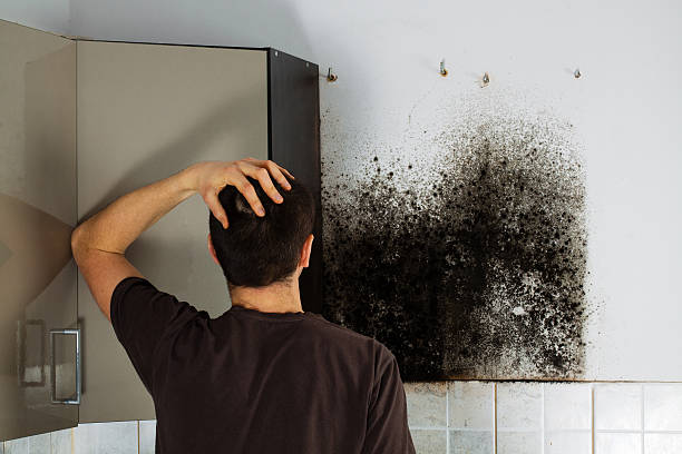 Best Attic Mold Removal  in Northwest Harwinton, CT