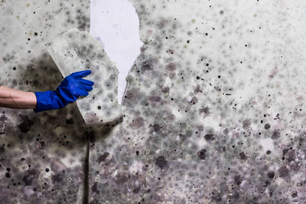 Best Certified Mold Removal  in Northwest Harwinton, CT