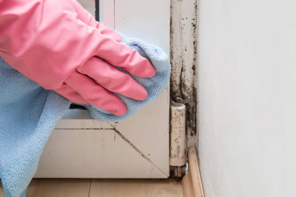 Best Local Mold Removal Service  in Northwest Harwinton, CT