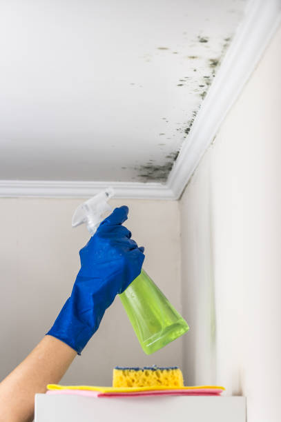 Best Same-Day Mold Removal  in Northwest Harwinton, CT